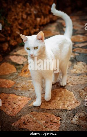 Wunderschöne, komplett weiße Hauskatze, die auf einer Steinstraße läuft Stockfoto