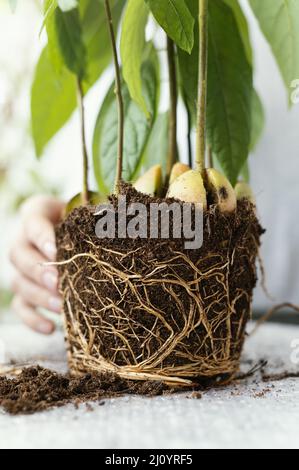 Nahaufnahme Hand mit Wurzeln Boden. Hochwertige Fotos Stockfoto