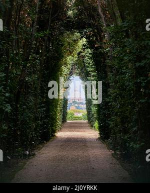 Blick auf die Vatikanische Basilika durch einen Baumweg in Rom, Italien Stockfoto