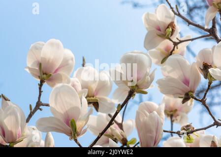 Magnolienbaum blüht an einem sonnigen Tag vor blauem Himmel Stockfoto