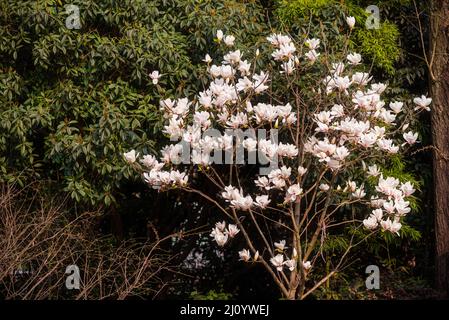 Magnolienbaum blüht an einem sonnigen Tag Stockfoto