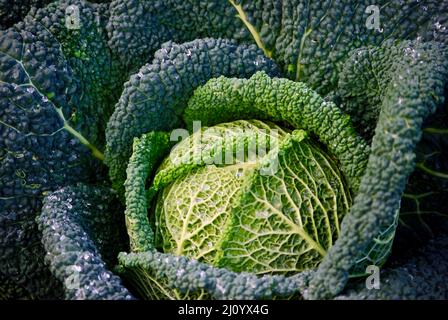 Frisch geernteter savoy-Kohl aus ökologischem Anbau in Schweden im Herbst. Stockfoto