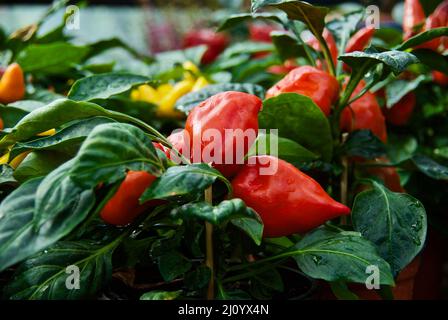 Rote Pfefferpflanzen mit Früchten zum Verkauf auf dem Bauernmarkt. Stockfoto