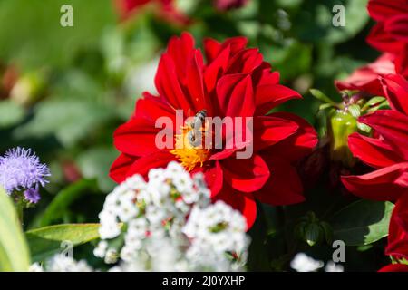 Die einbeinige Biene (Anthophila) ernährt sich von einer schönen leuchtend roten Dahlia Blume im Garten. Selektiver Fokus auf die Biene. Stockfoto