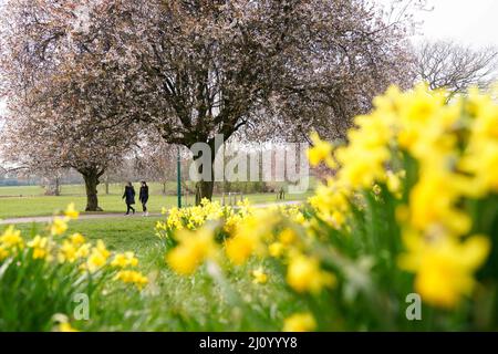 Im war Memorial Park in Coventry laufen Menschen an Narzissen und blühenden Kirschblüten vorbei. Bilddatum: Montag, 21. März 2022. Stockfoto