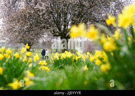 Im war Memorial Park in Coventry laufen Menschen an Narzissen und blühenden Kirschblüten vorbei. Bilddatum: Montag, 21. März 2022. Stockfoto