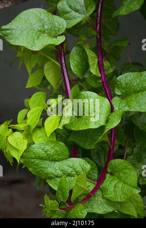 Malabar Spinat Nahaufnahme aus Stockfoto