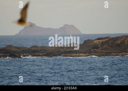 Segelboot, das zwischen La Graciosa und Roque del Este segelt, und der Gelbmöwe Larus michaellis atlantis im Vordergrund. Kanarische Inseln. Spanien. Stockfoto