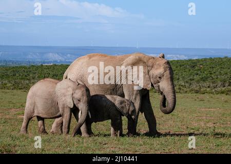 Addo Elephant Park Südafrika, Family of Elephant im addo Elephant Park, Elefanten beim Baden in einem Wasserbecken Stockfoto