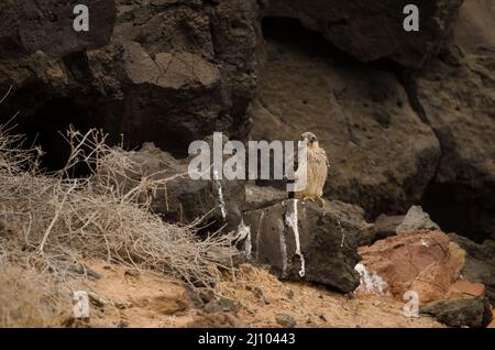 Eleonoras Falke Falco eleonorae. Jung. Montana Clara. Integral Natural Reserve von Los Islotes. Kanarische Inseln. Spanien. Stockfoto