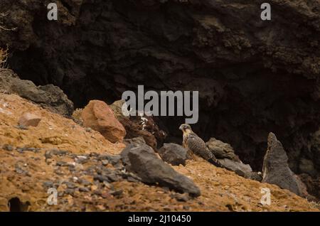 Eleonoras Falke Falco eleonorae. Jung. Montana Clara. Integral Natural Reserve von Los Islotes. Kanarische Inseln. Spanien. Stockfoto