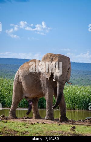 Addo Elephant Park Südafrika, Family of Elephant im addo Elephant Park, Elefanten beim Baden in einem Wasserbecken Stockfoto