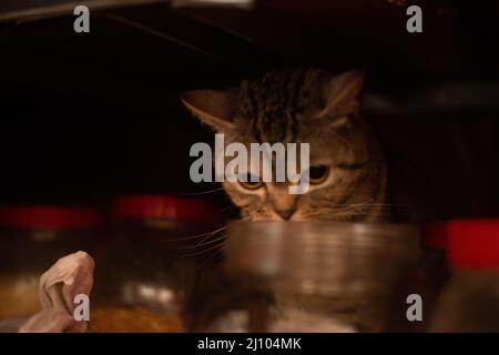 Blue eyed Cat Stockfoto