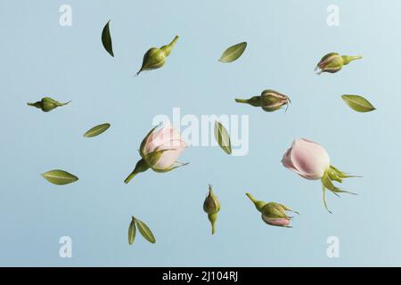 Flach lagen rosa Frühlingsrosen Stockfoto