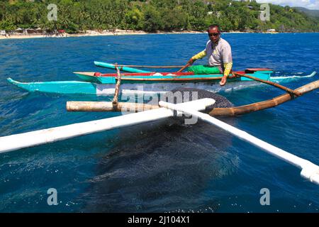 Fischermann füttert einen Walhai mit Krill Stockfoto