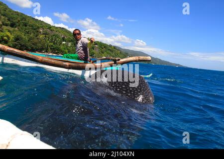 Fischermann füttert einen Walhai mit Krill Stockfoto