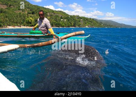 Fischermann füttert einen Walhai mit Krill Stockfoto