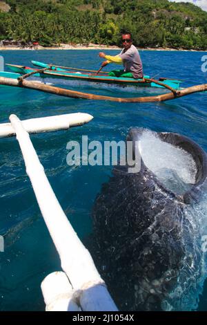 Fischermann füttert einen Walhai mit Krill Stockfoto
