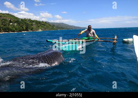 Fischermann füttert einen Walhai mit Krill Stockfoto