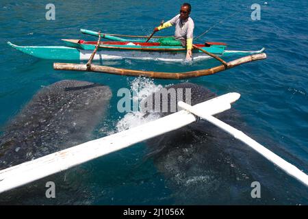 Fischermann füttert einen Walhai mit Krill Stockfoto