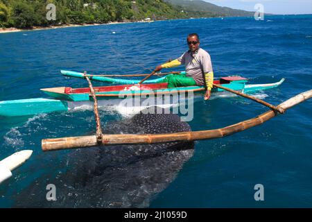 Fischermann füttert einen Walhai mit Krill Stockfoto