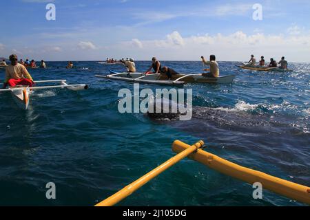 Fischermann füttert einen Walhai mit Krill Stockfoto