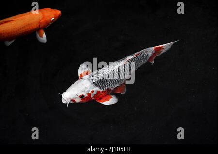 Draufsicht farbenfrohe Koi-Fische Stockfoto