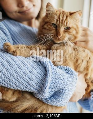 Besitzer streichelnd entzückende Katze Stockfoto