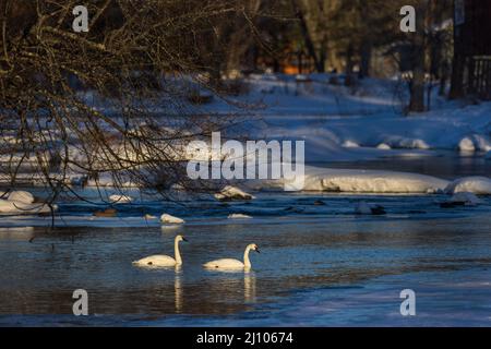 Trumpeter Schwäne in Nordwisconsin. Stockfoto