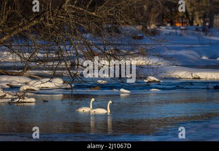 Trumpeter Schwäne in Nordwisconsin. Stockfoto