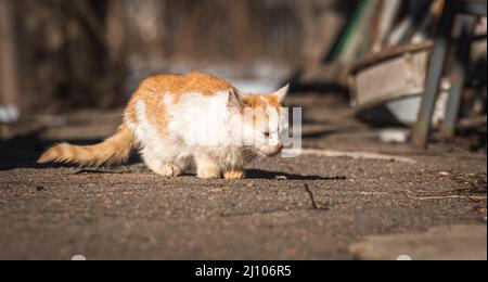 Heimatlose Kätzchen auf der Straße. Hungrige und arme Tiere ohne Heimkonzept Stockfoto