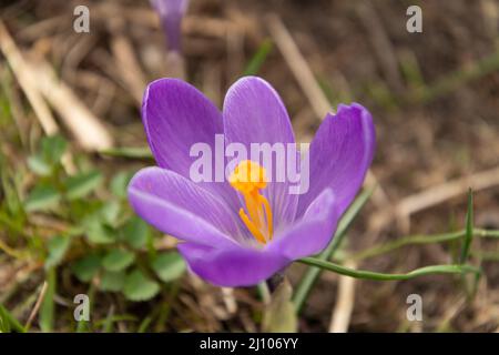 Sargans, Schweiz, 16. März 2022 Blüte einer Lilablüte auf einer Wiese Stockfoto