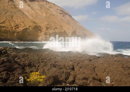 Meeresklippe in der Entradero de Machin. Pflanze Tetraena fontanesii im Vordergrund. Montana Clara. Reserve von Los Islotes. Kanarische Inseln. Spanien. Stockfoto