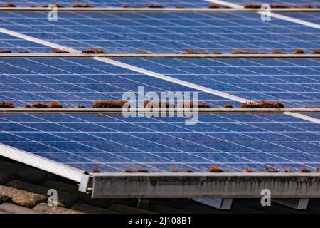 Erneuerbare Energieerzeugung durch PV-Module auf dem Dach von Privathäusern Stockfoto