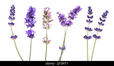 Lavendelblüten vermischen sich isoliert auf weißem Hintergrund Stockfoto