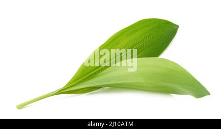 Bärlauch lässt isolierten auf weißen Hintergrund Stockfoto