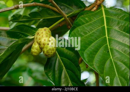 Das Foto zeigt eine Noni-Frucht, die an einem Baum hängt. Der Morinda-Baum ist exotisch und in den Tropen heimisch. Fotoqualität in HD. Glänzende dunkelgrüne Blätter und Stockfoto