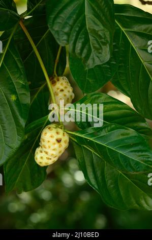 Das Foto zeigt eine Noni-Frucht, die an einem Baum hängt. Der Morinda-Baum ist exotisch und in den Tropen heimisch. Fotoqualität in HD. Glänzende dunkelgrüne Blätter und Stockfoto