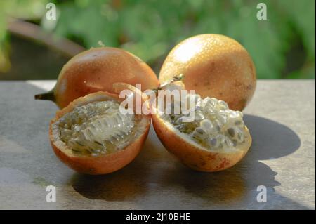 Das Foto zeigt eine exotische Frucht aus den Tropen. Die tropische Frucht wird Granadilla oder süße Passionsfrucht genannt. Granadilla ist orange in der Farbe wi Stockfoto