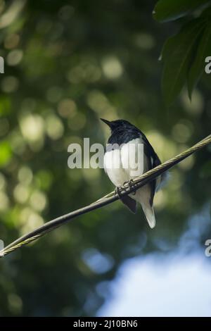 Stallschwalbe (Hirundo rustica) oder schneller, schöner schwarzer Vogel mit Stockfoto