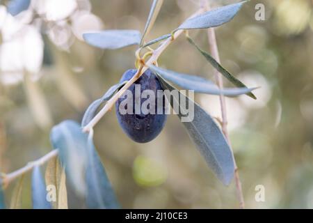 Eine schwarze Olive hängt an einem Ast. Landscape Harvest bereit, extra natives Olivenöl zu machen. Hochwertige Fotos. Selektiver Fuß. Zweig mit Blättern Stockfoto