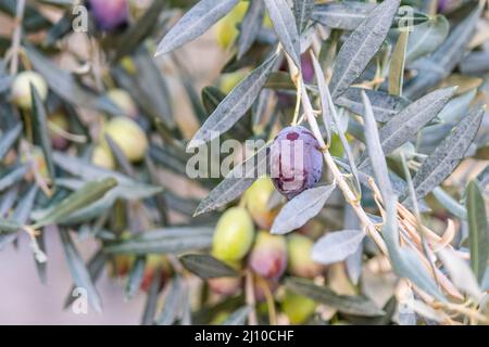 Viele grüne und farbige Olivenfrüchte. Zweig mit Blättern und reifen Oliven im Lebensmittelhintergrund. Landscape Harvest bereit, extra natives Olivenöl zu machen. Stockfoto