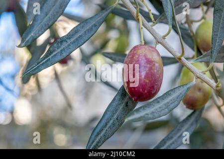 Nahaufnahme von getönten Olivenfrüchten. Hochwertige Fotos. Selektiver Fuß. Landscape Harvest bereit, extra natives Olivenöl zu machen. Zweig mit Blättern, reifen Oliven Stockfoto