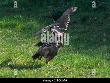 Uploders, Dorset, Großbritannien. 21.. März 2022. Wetter in Großbritannien. Zwei männliche Rebhühner mit roten Beinen kämpfen auf einem Feld in der Nähe von Uploders in Dorset, während sie in der warmen Frühlingssonne um die Vorherrschaft kämpfen. Bildnachweis: Graham Hunt/Alamy Live News Stockfoto