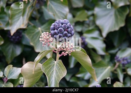 Lila reife Beeren von gemeinem Efeu Stockfoto