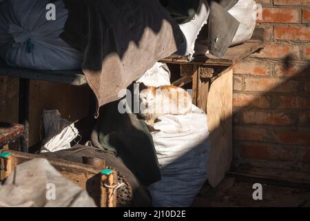Kleine und streunende Kätzchen auf dem Hinterhof. Obdachloses Tier auf der Straße Konzept Hintergrund Stockfoto