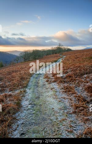 Frostbedeckter Fußweg durch Bracken in der Nähe von Abergavenny, Wales. Stockfoto