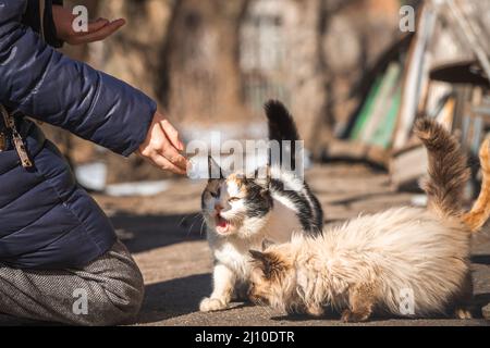Füttern streunender Kätzchen auf der Straße. Obdachlose Tiere Konzept Hintergrund Stockfoto
