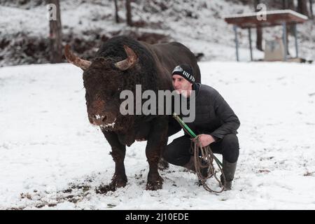 Fighter Bull flüstert, Ein Mann, der einen Stier an einem verschneiten Wintertag auf einer Waldwiese trainiert und ihn auf einen Kampf in der Arena vorbereitet. Stierkampf Stockfoto