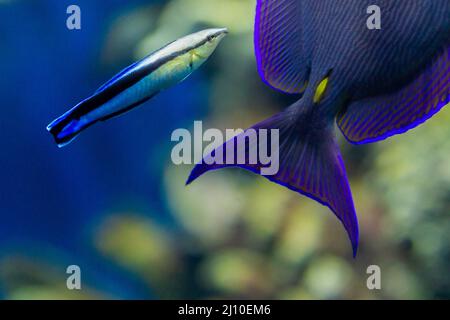 Labroides dimidiatus und Acanthurus coeruleus, tropische Fische Stockfoto